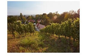Angebot 245017